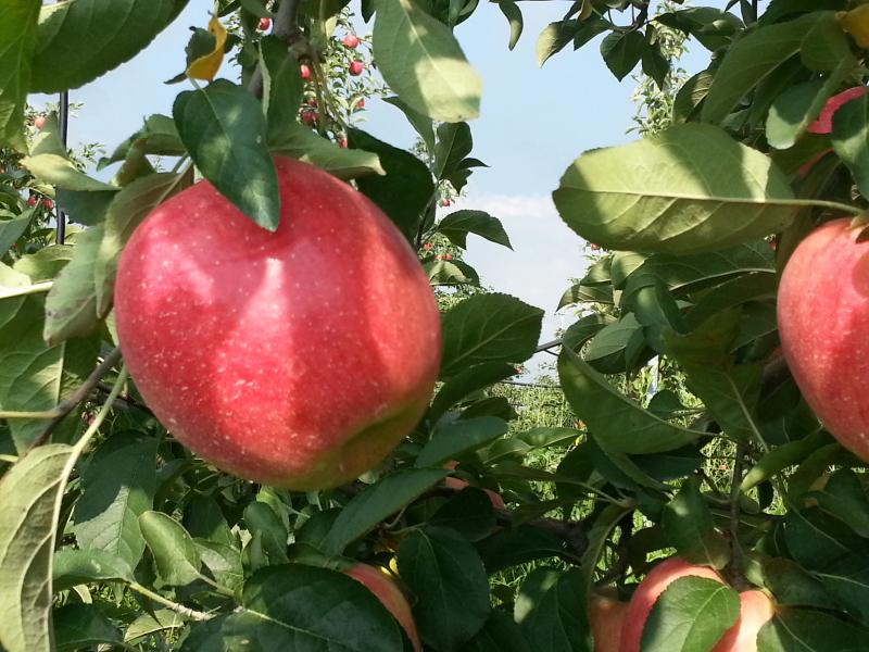  ▲ 두리농장 `사과`   ⓒ익산투데이